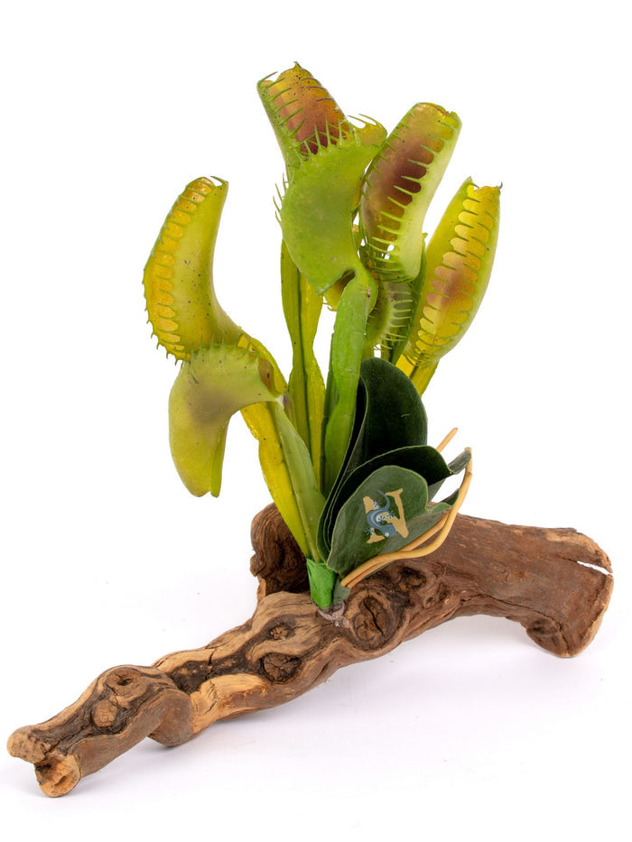 Venus Fly Trap on Driftwood