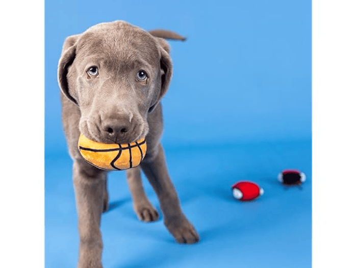 Petshop by Fringe Studio dog toys Basket-pawler Sports Fun Basketball Plush Squeaky Dog Toy Set - 3 Pc