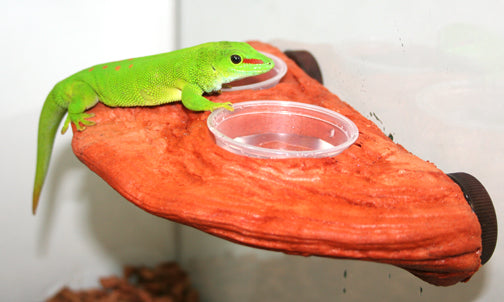 Gecko Ledge - Mojave w/ two cups