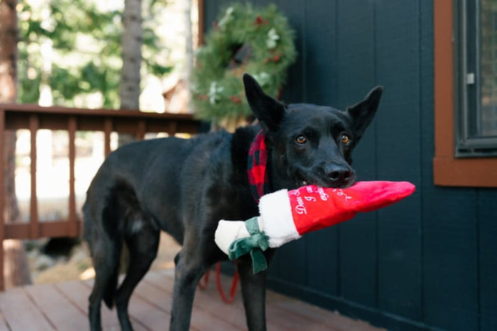 Play Pet Brands dog toys Merry Woofmas Good Dog Stocking Christmas Holiday Plush Dog Toy Set - 2Pc