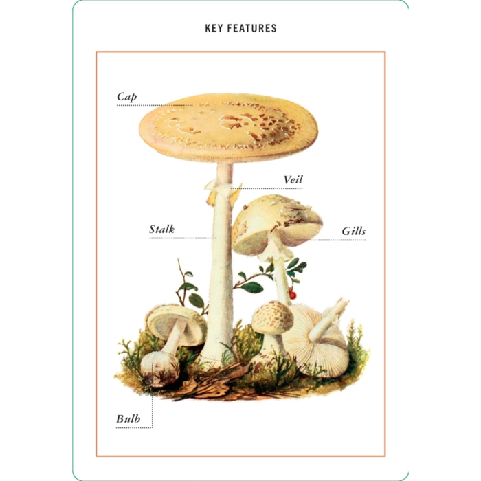 Mushroom identification flashcards by Penguin Random House LLC showing colorful mushroom images and identification tips.
