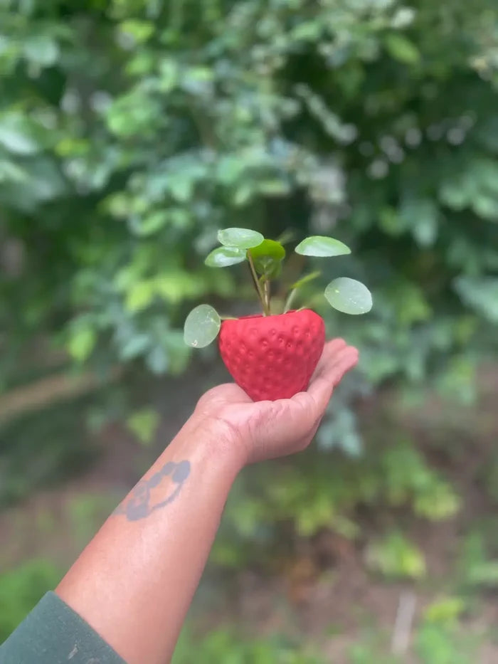 Queen City Crete - Succulent strawberry planter