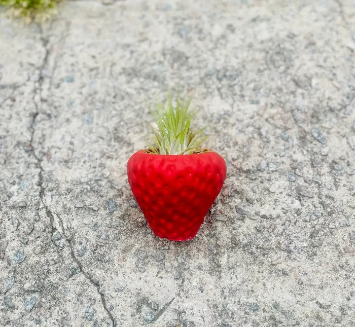 Queen City Crete - Succulent strawberry planter
