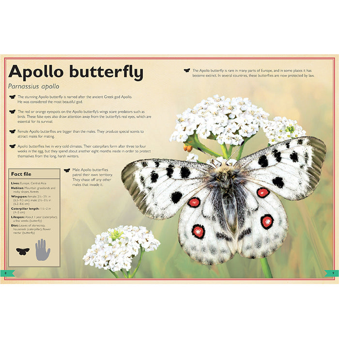 The Magnificent Book of Butterflies & Moths